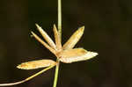 Epiphytic flatsedge